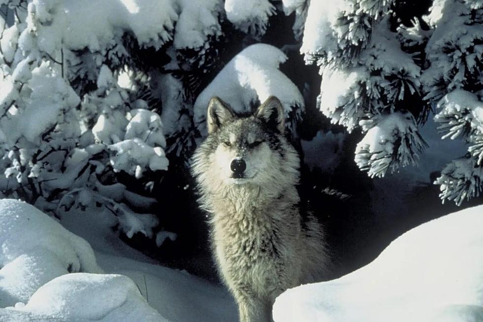 Proposed rule considers lethal management of wolves introduced to Colorado