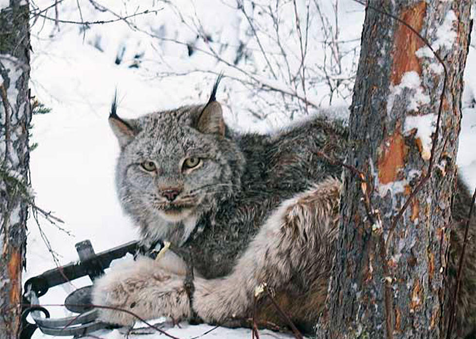 Viewpoint: Trapping cruel, threatens other wildlife