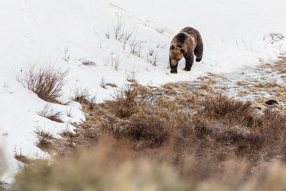 First grizzly bear of the season spotted in Yellowstone Park