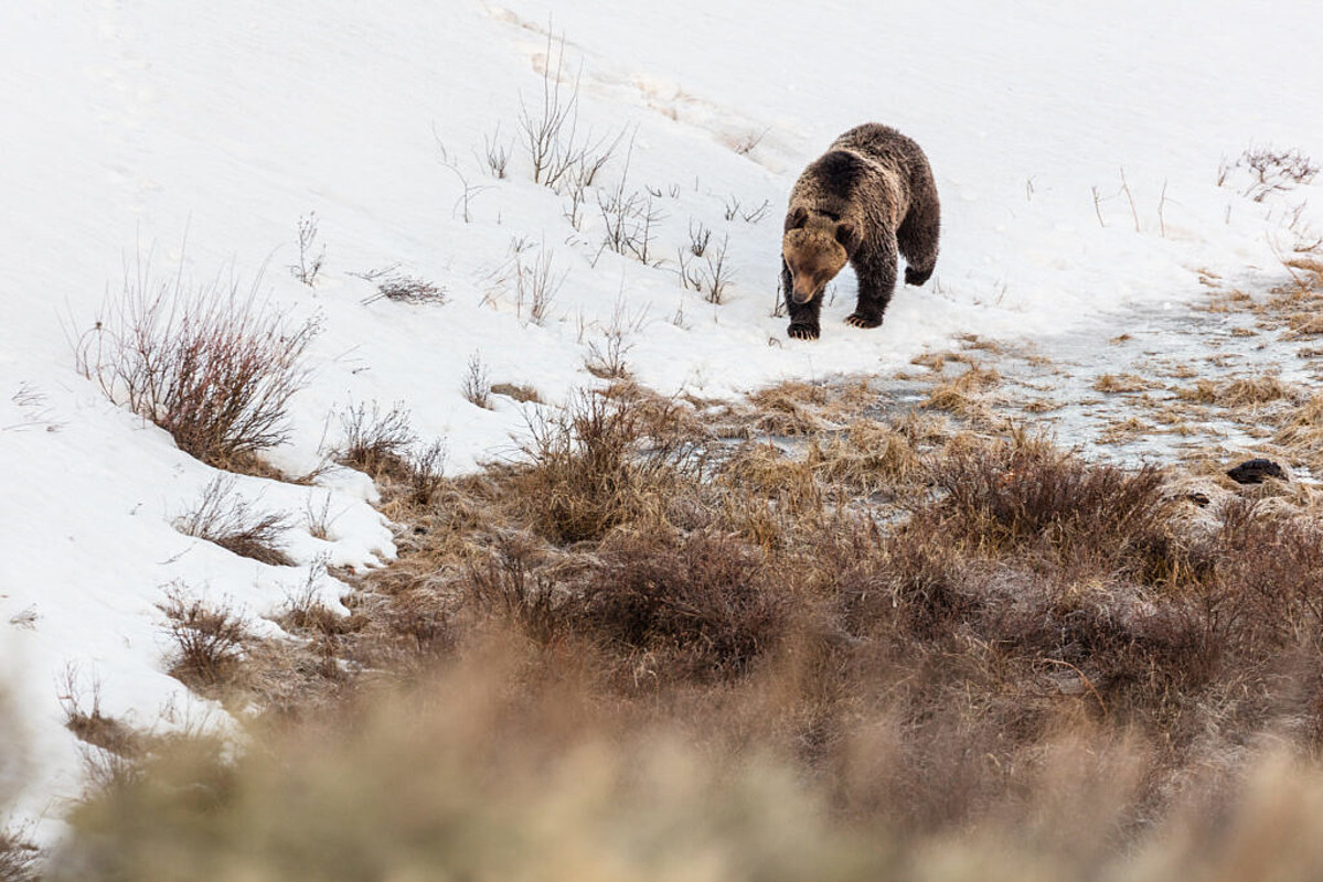 Montana to start trucking grizzlies into Yellowstone region