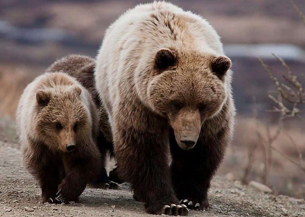 Brown bears safe from baiting in Alaskan refuge