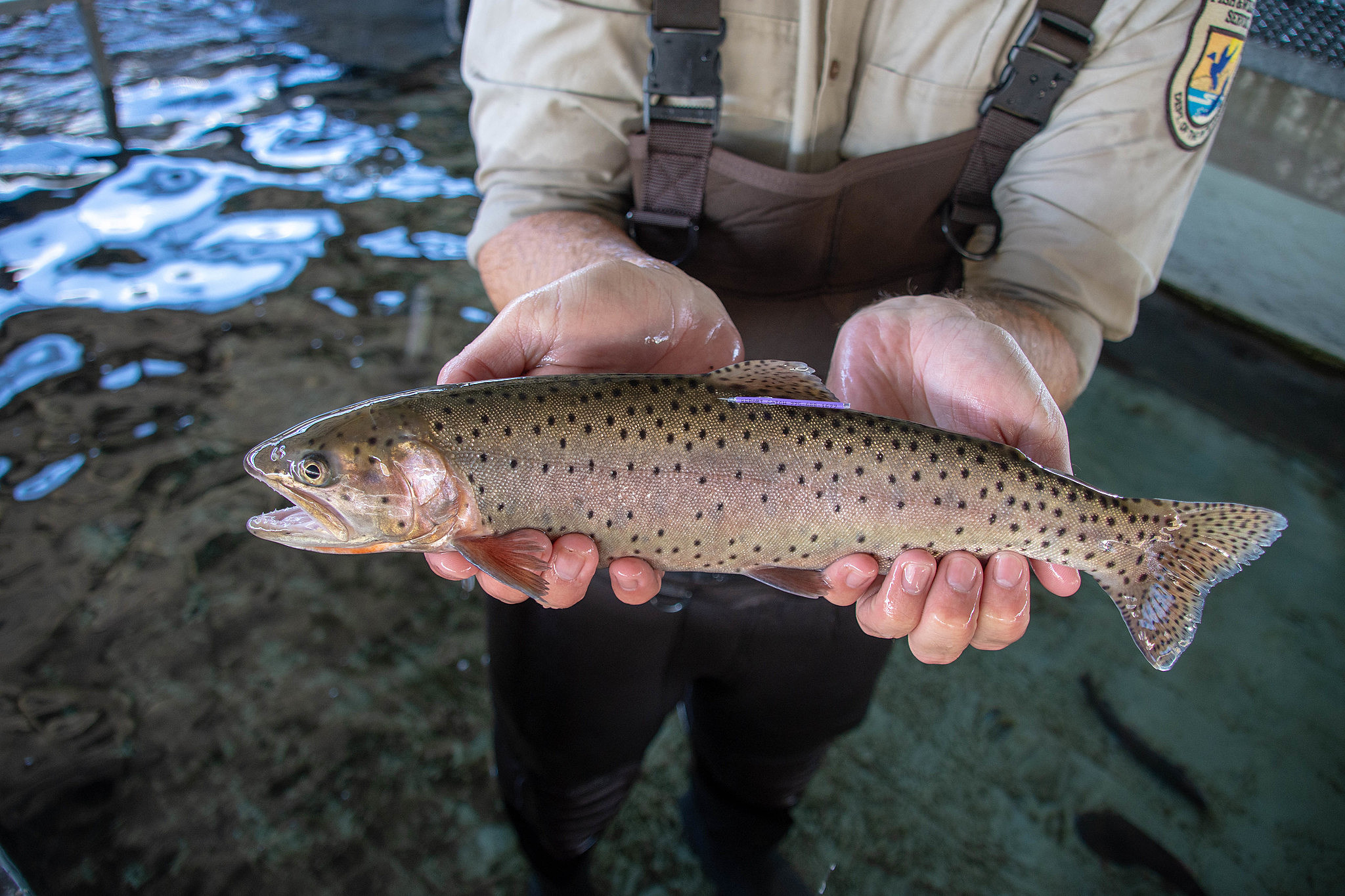 Nevada tribes saving Lahontan cutthroat trout from extinction