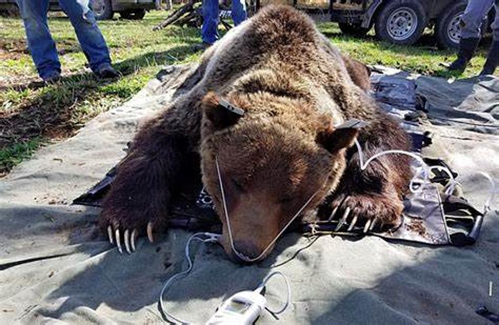 Wildlife groups ask governor to veto bill allowing grizzly killings