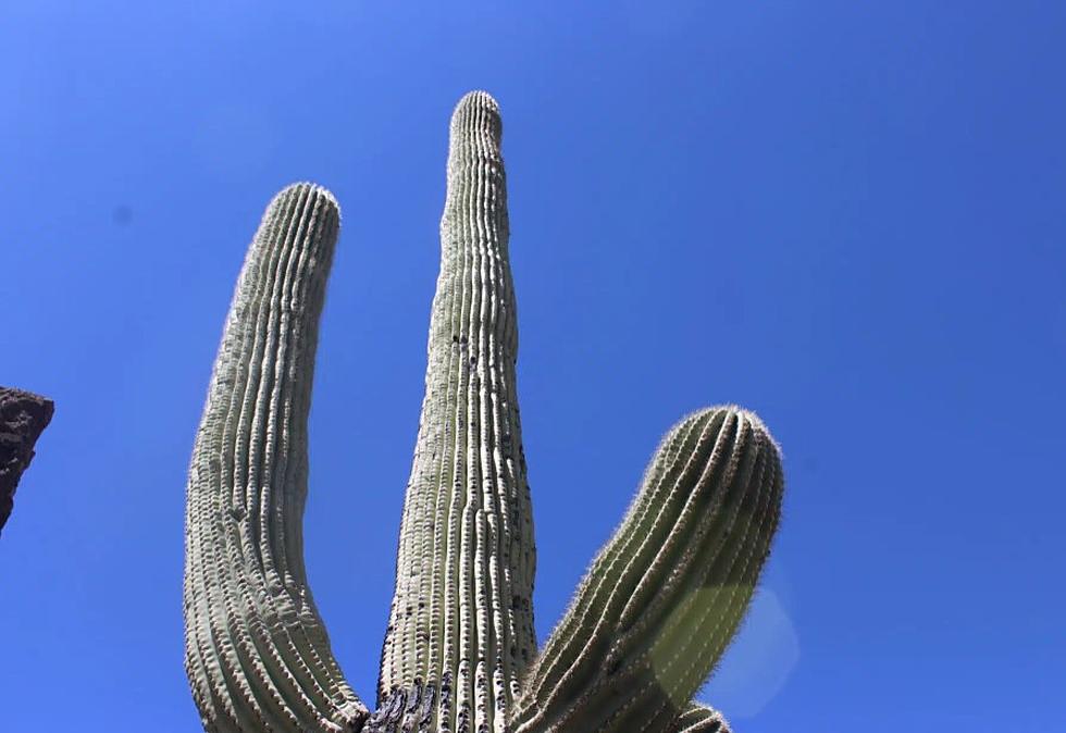Climate change may spell disaster for Arizona’s iconic saguaro