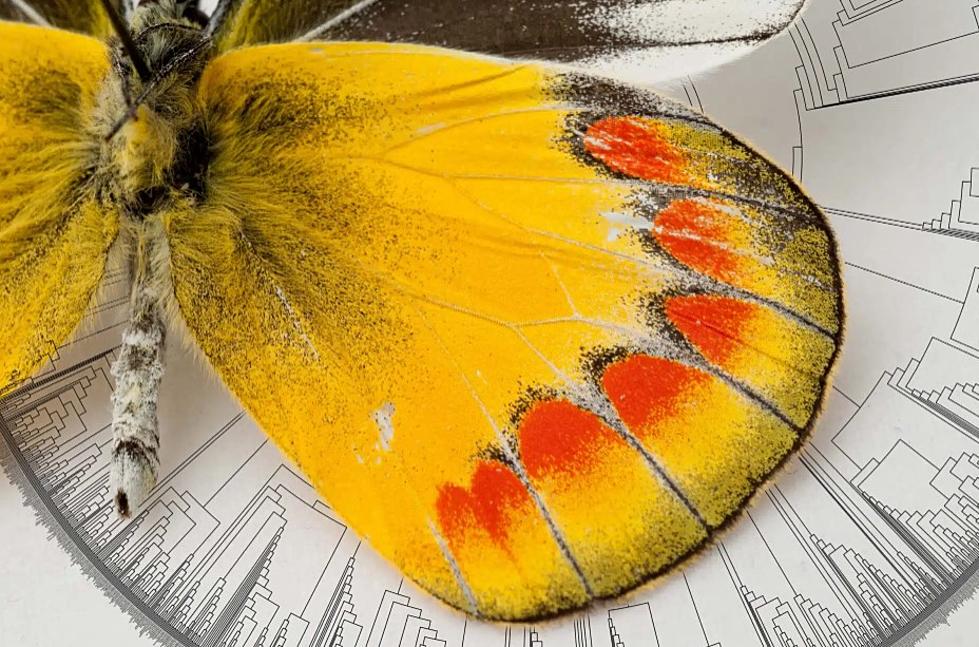 Newly created ‘tree of life’ shows butterflies came from America