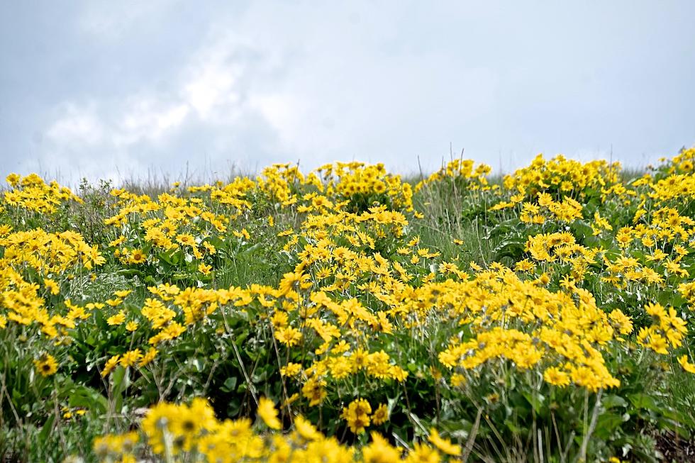 Balsam Root in bloom at bison range