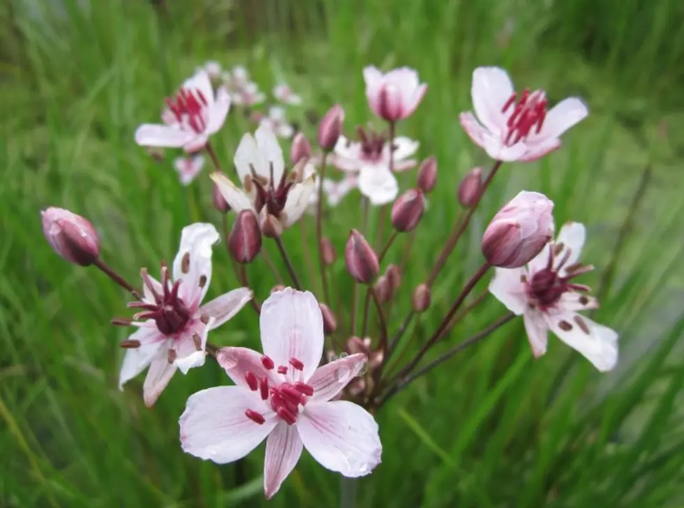 Flowering Rush