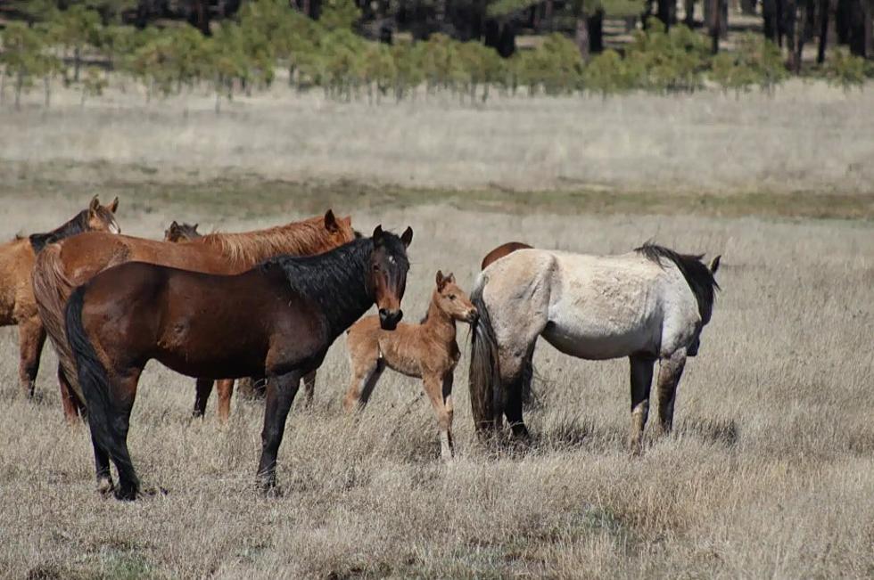Debate presents pros, cons of wild horses on the environment
