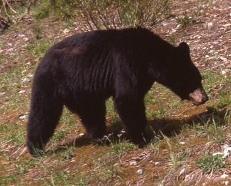 Harmon's Histories: A tragic tale of live UM bear mascot 