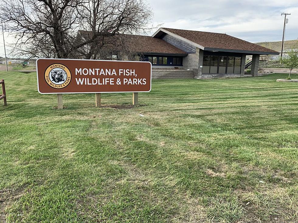 Montana FWP chief of operations on administrative leave