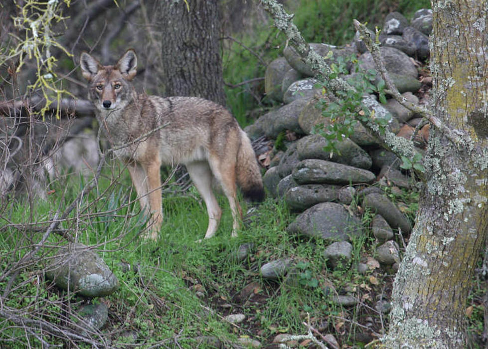 Oregon state wildlife officials ban wildlife killing contests on public land