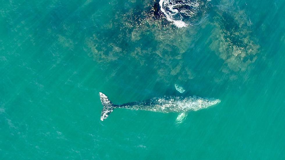 Gray whales feeding off Oregon Coast found to have smaller bodies, tails, skulls