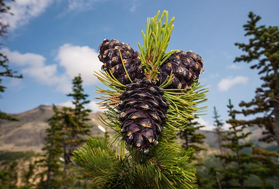 Federal funding bolsters whitebark pine restoration efforts