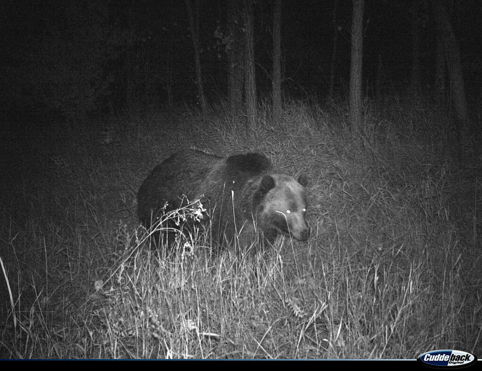 Grizzly spotted in Missouri River Breaks on American Prairie land