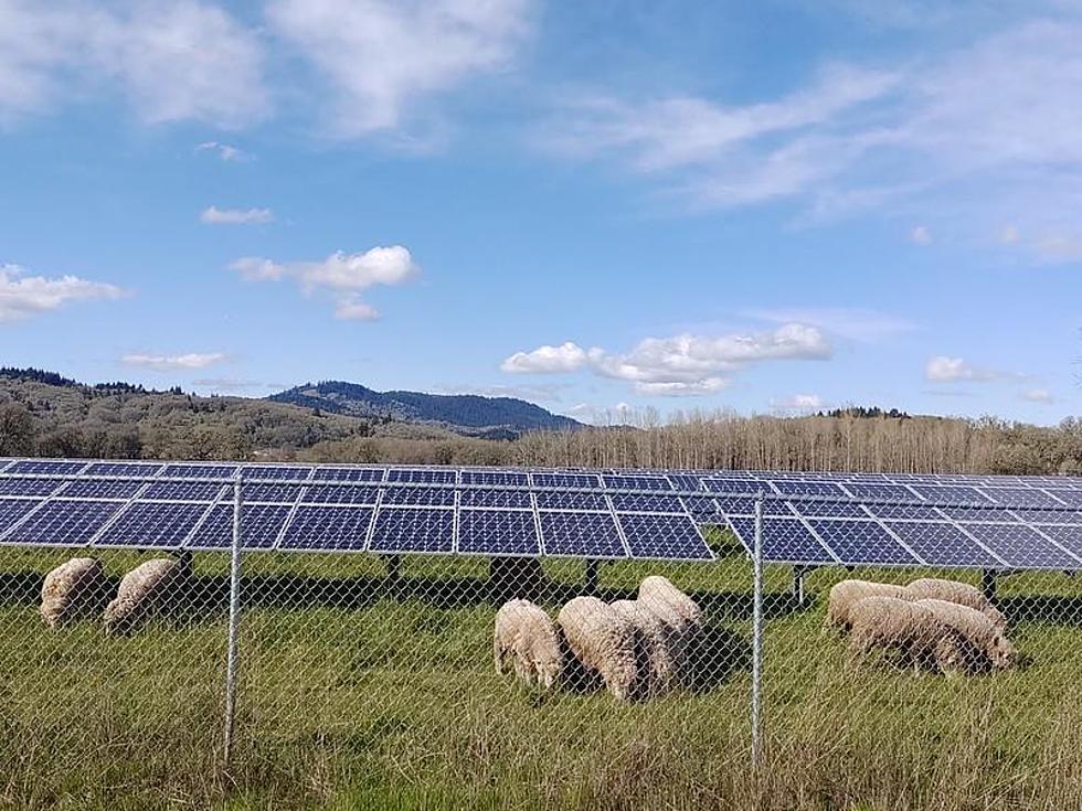 Oregon’s first large-scale solar park hinges on land-use laws