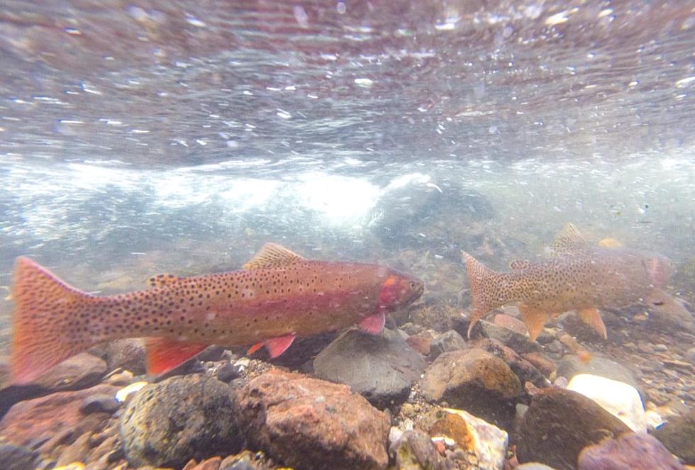 Groups sue over lethal plans to swap trout in Montana waters