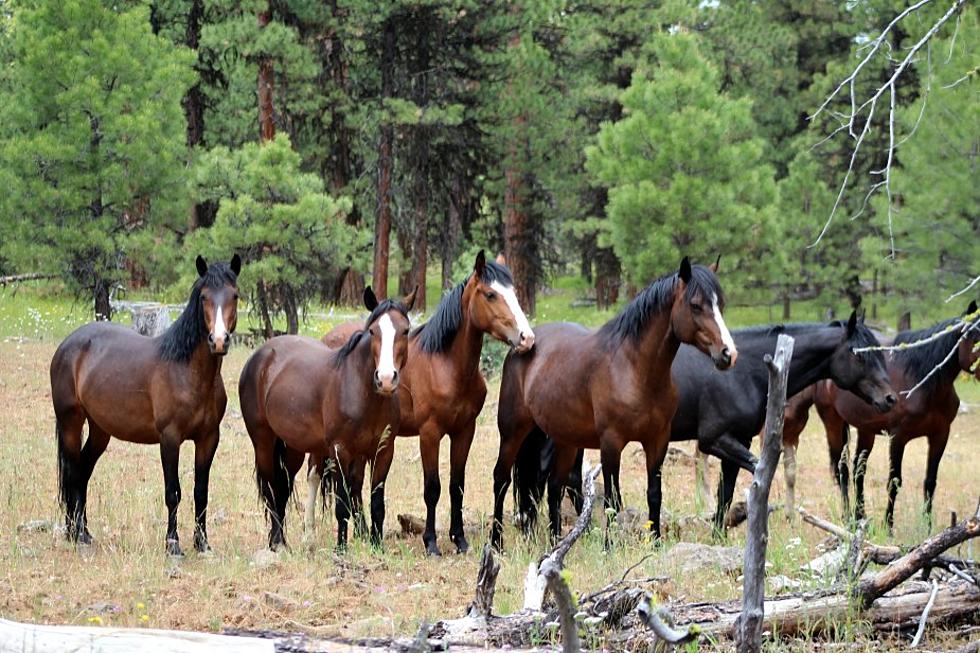 Judge OKs USFS plan to remove wild horses in eastern Oregon