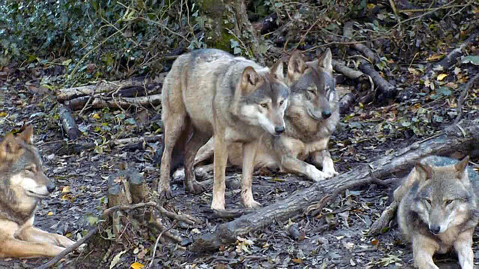 Start of Montana wolf trapping season on hold after federal judge&#8217;s ruling