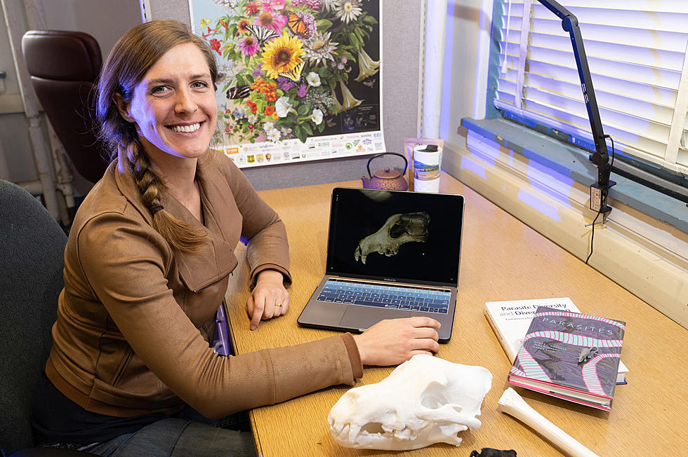 UM student takes 3D odyssey through wolf skull archives