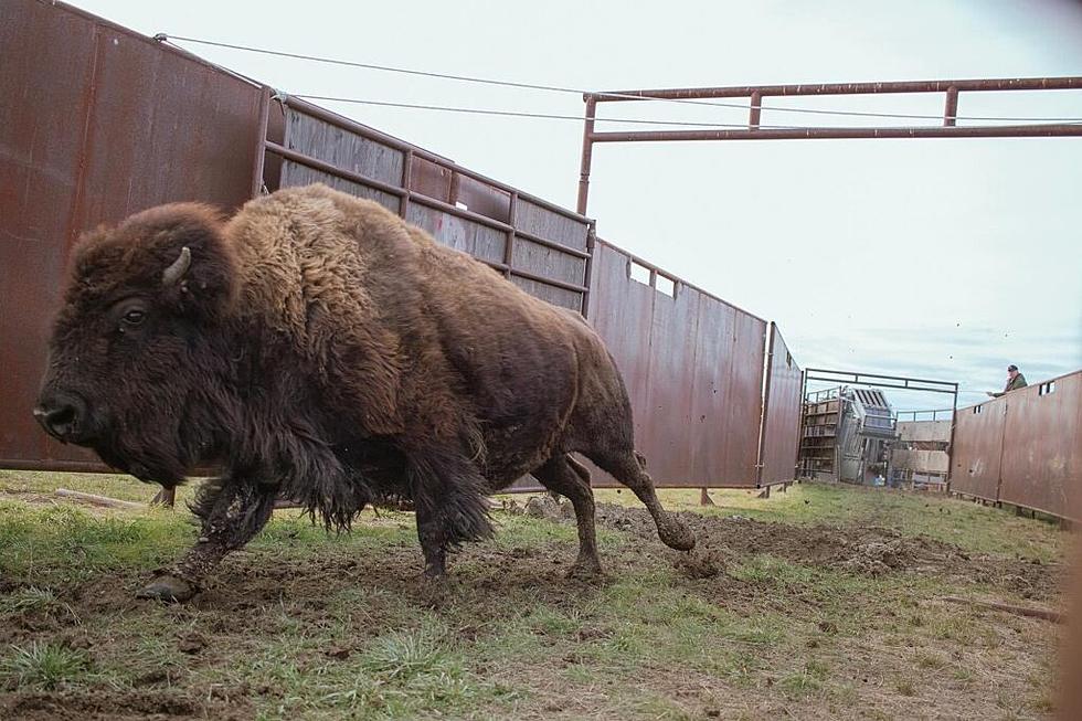 American Prairie partners with tribal nations to restore bison