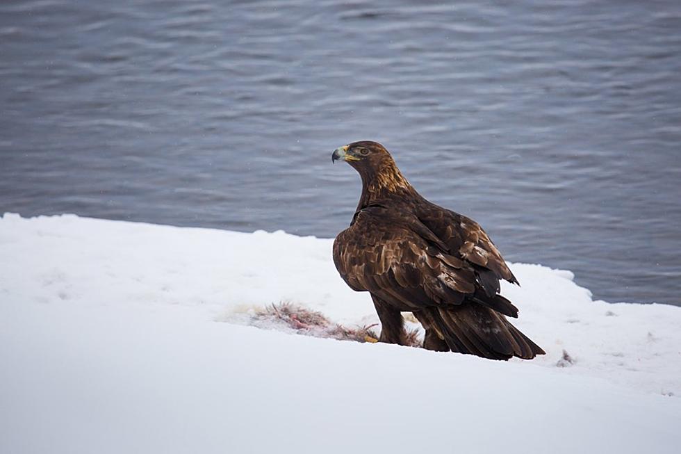 Man pleads not guilty to killing, trafficking Montana eagles