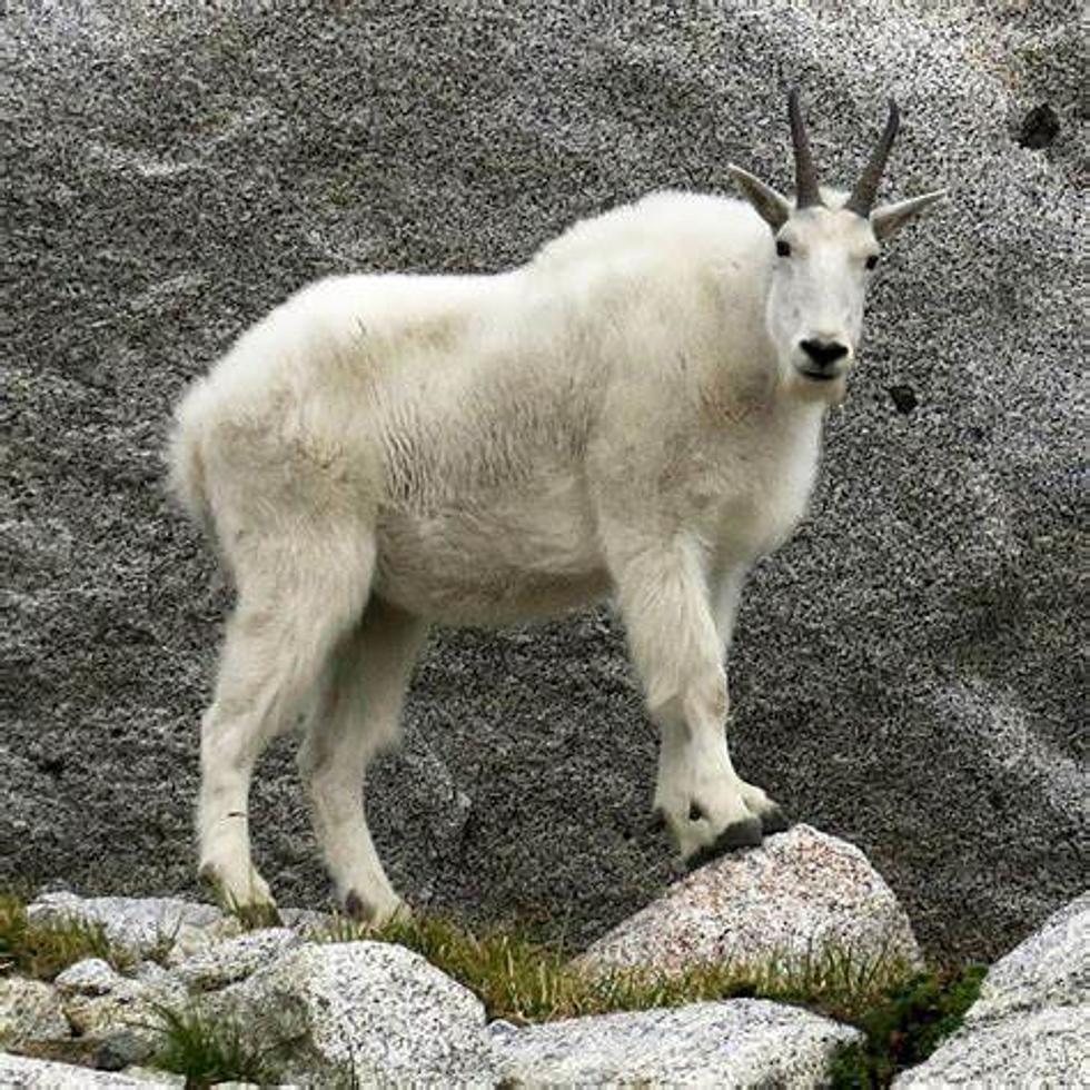 Viewpoint: Consider mountain goats in forest planning    
