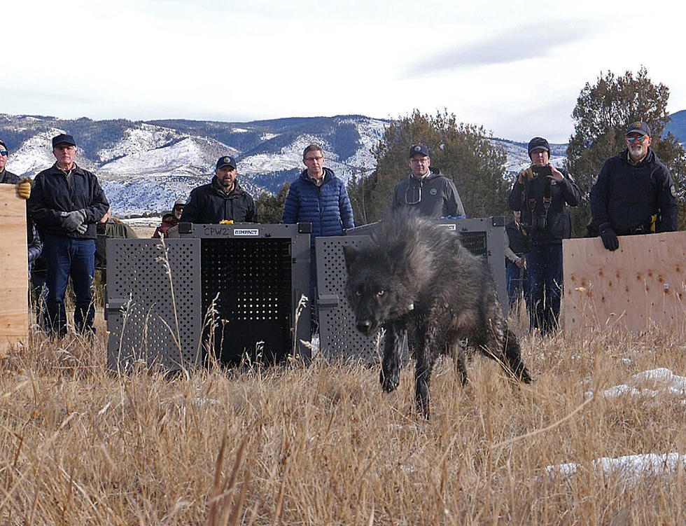 Colorado releases 5 wolves on Western Slope