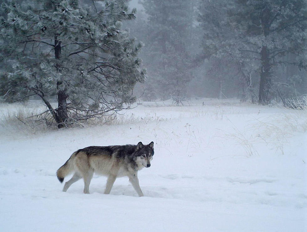 Oregon wolves expected to spread west and south