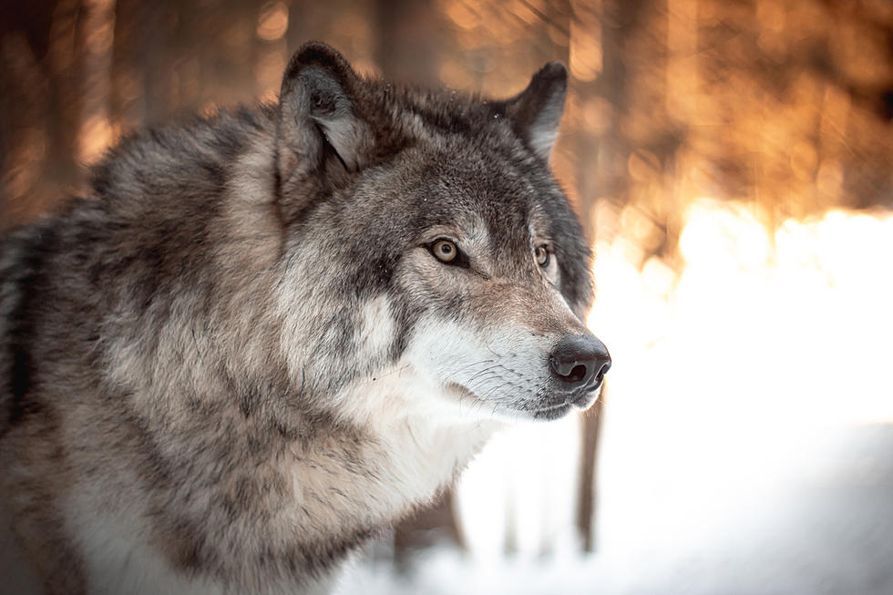 Calls for change mount after Wyoming man tortures wolf