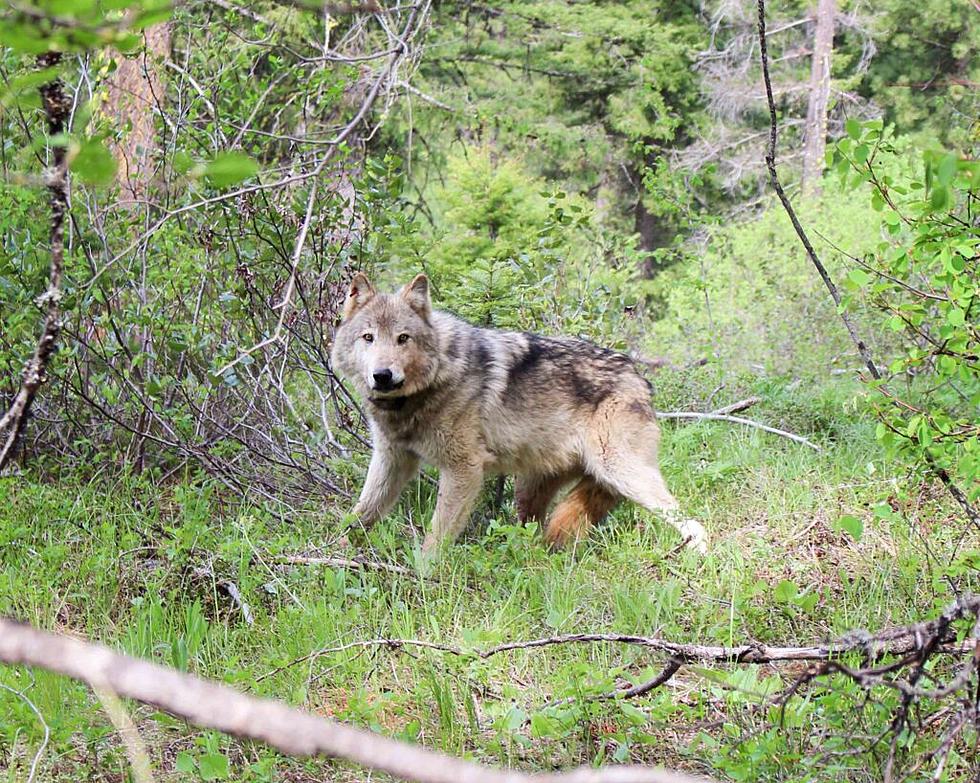 Washington’s wolf-killing policy gets fresh attention in Olympia