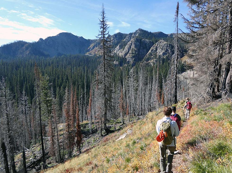 Sportsmen, wilderness advocates react to Lolo forest plan