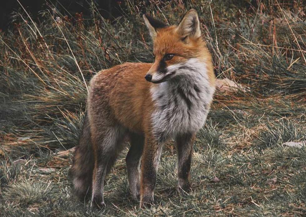 Feds pushed to protect Sierra Nevada red foxes