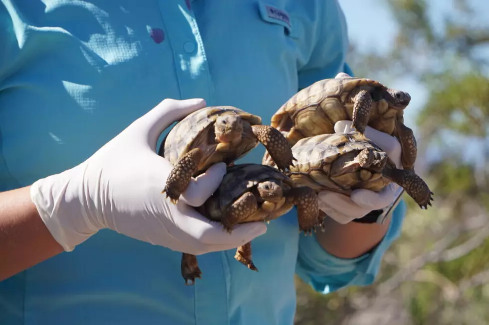 Solar project threatens prime desert tortoise habitat