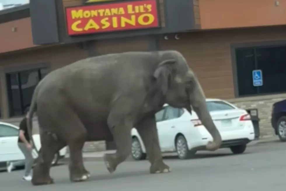 Circus elephant temporarily wanders loose in Butte