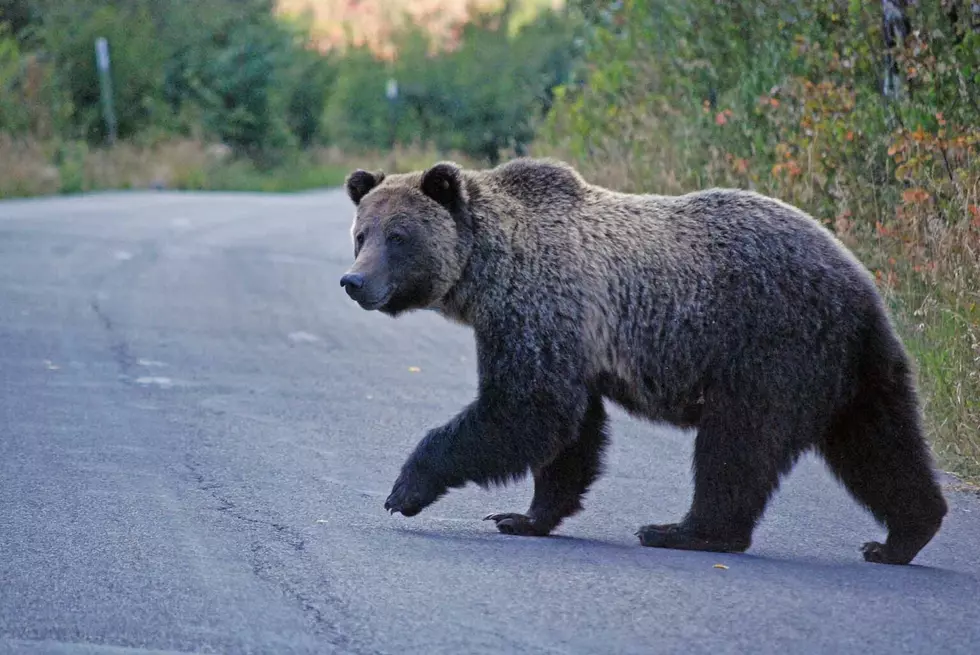 Enviro group prepares to sue state over grizzly translocation