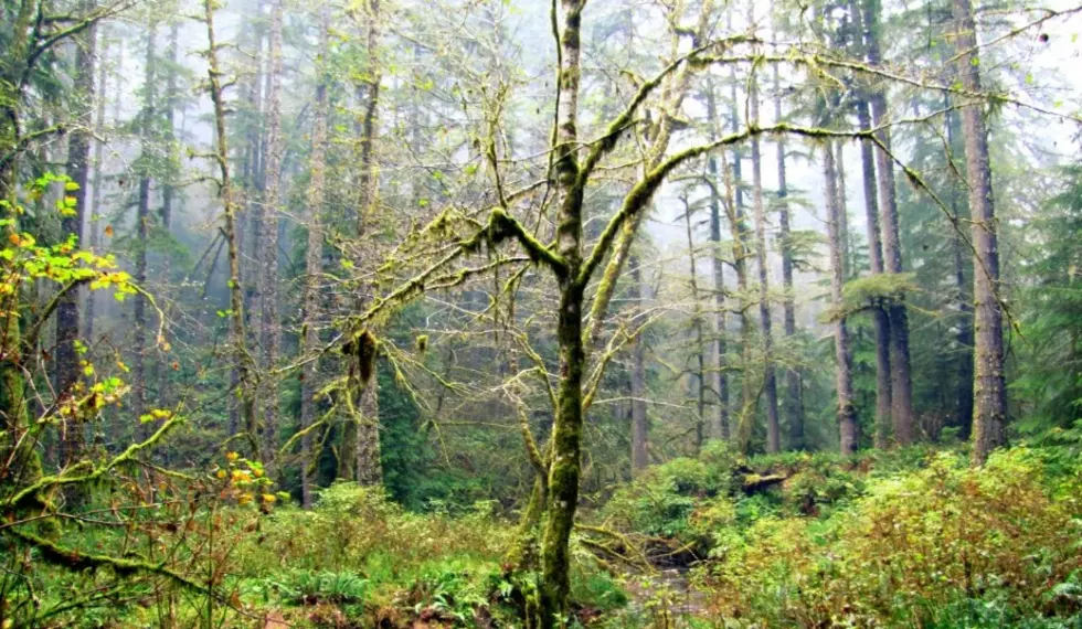 Ninth Circuit blocks logging in Oregon’s Elliott State Forest