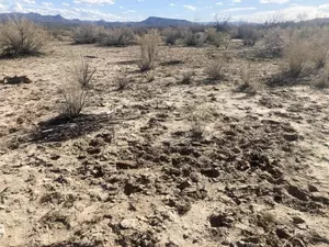Group: Cattle grazing damages Arizona’s riverbank habitats