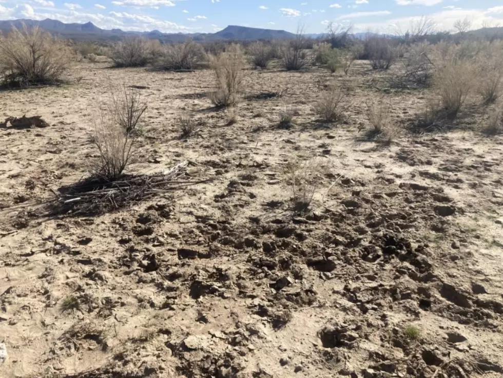 Cattle grazing damages Arizona’s riverbank habitats, conservationists say