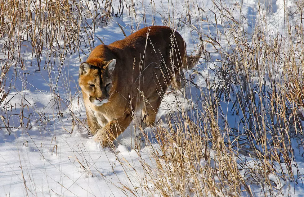 Colorado mountain lion hunting ban could make ballot