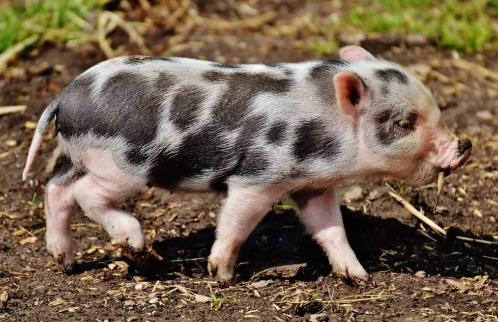 City considers pet mini pigs; opponents say they 'oink, grunt'