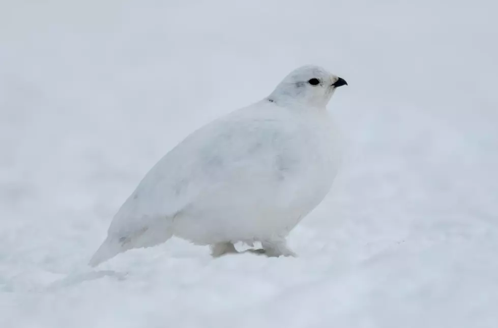 Mount Rainier white-tailed ptarmigan gets threatened species protections