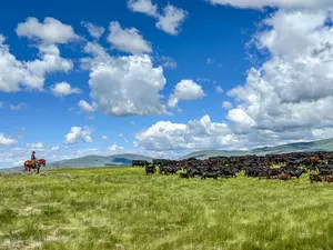 Groups challenge expanded grazing plan across the West