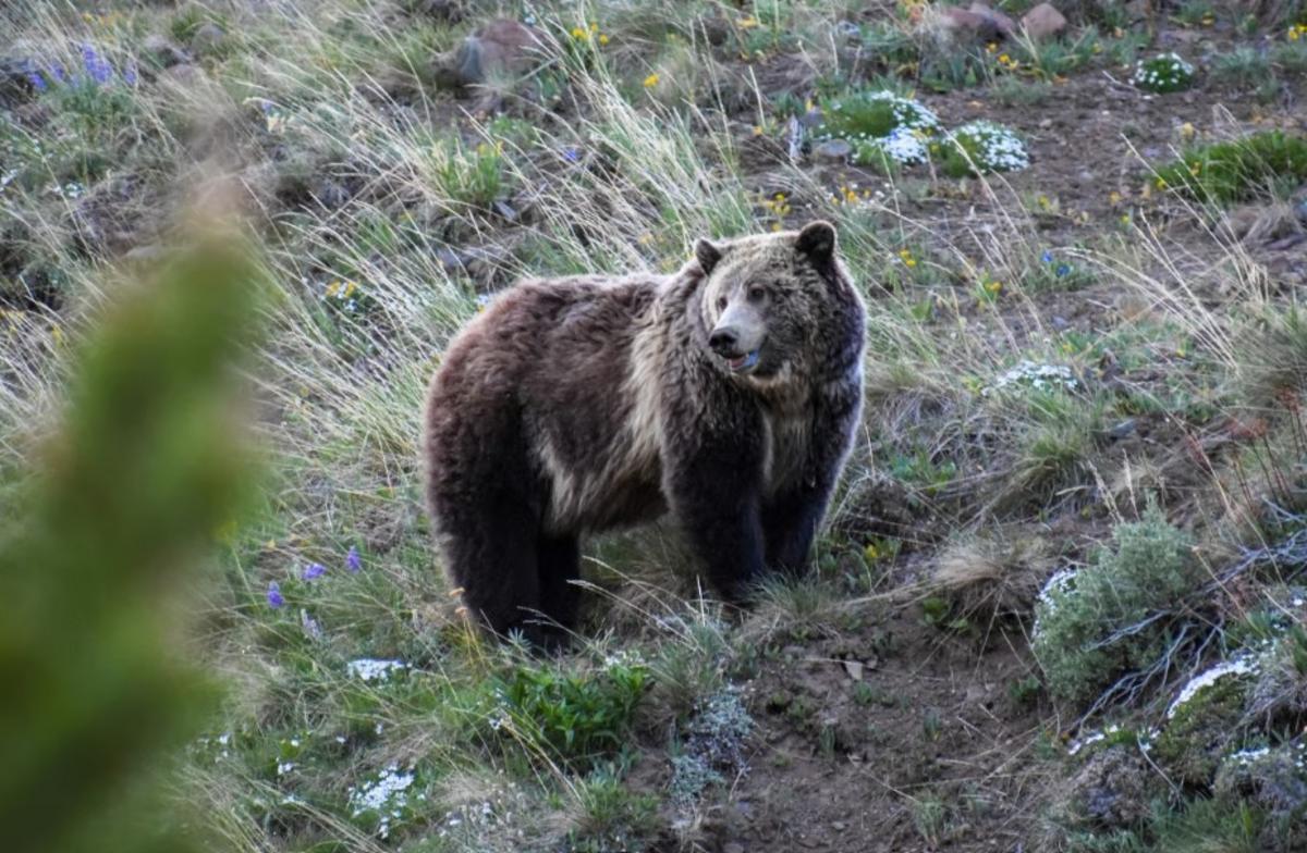 House Republicans renew fight against Yellowstone griz protection