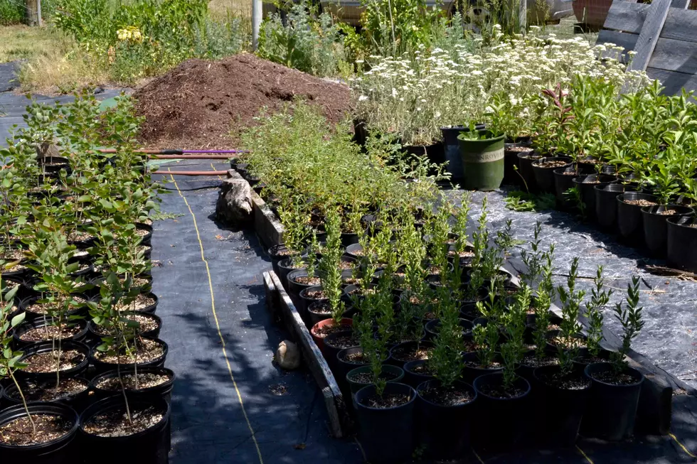 Small business provides healthier ecosystem with native plants