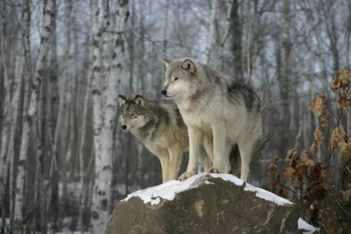 Viewpoint: Montana's misguided war on wolves