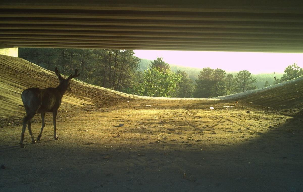 Funding cuts threaten wildlife crossings