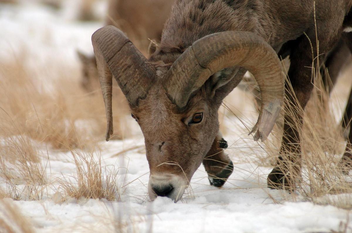 Study: Catching, punishing wildlife poachers would save millions