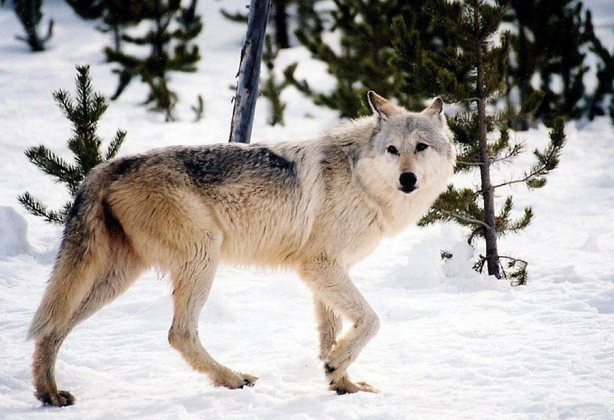 Wildlife advocates again ask courts to stop new wolf regulations