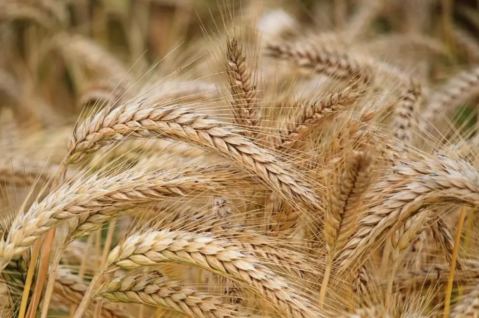 Viewpoint: Tariffs on Mexican beer are a tax on Montana farmers