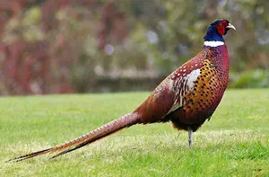 Viewpoint: Tame pheasants equal bad biology